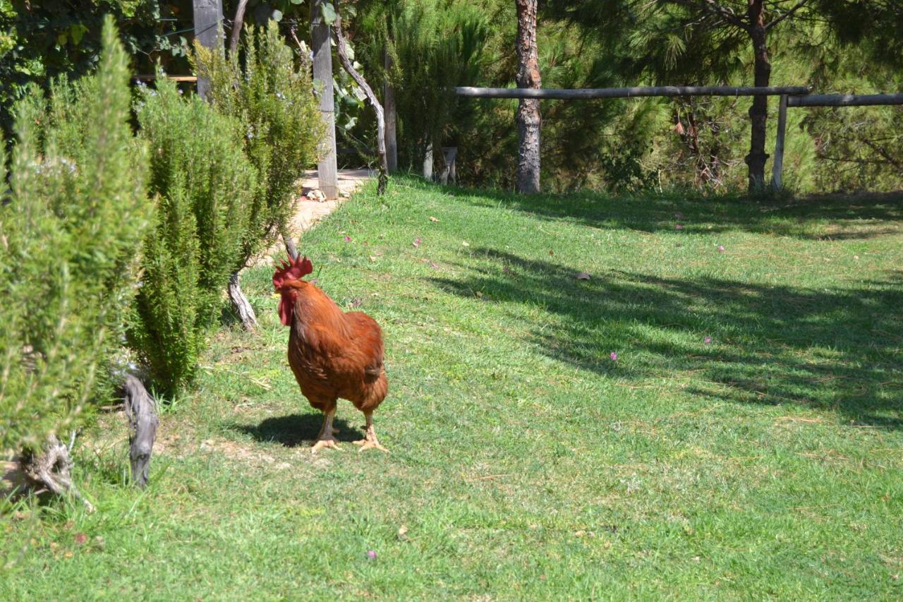Casa De Campo Vale Do Asno Альтура Экстерьер фото